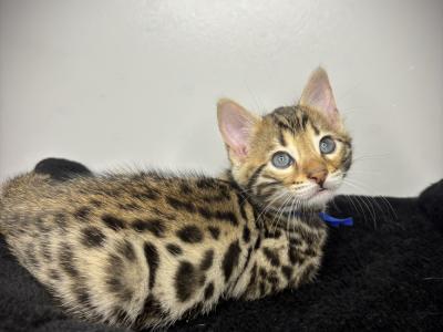 Kaitlyn - Cat Breeder - Natchitoches, LA, US Kaitlyn - Cat Breeder - Natchitoches, LA, US