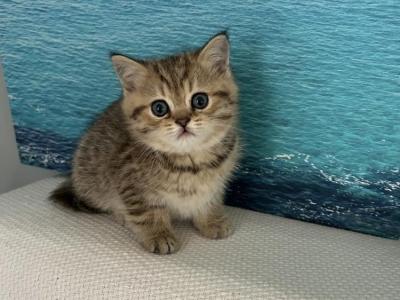 Viktoriia - Cat Breeder - Rolling Mdws, IL, US Viktoriia - Cat Breeder - Rolling Mdws, IL, US