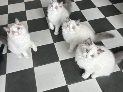 Jia - Cat Breeder - American Canyon&comma; CA&comma; US