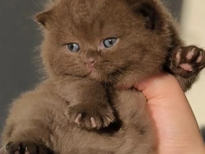 Bareera - Cat Breeder - Clifton&comma; NJ&comma; US