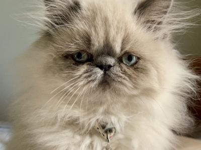 Dina - Cat Breeder - Tallahassee, FL, US Dina - Cat Breeder - Tallahassee, FL, US