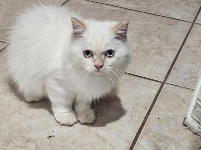 Saira - Cat Breeder - Alafaya&comma; FL&comma; US