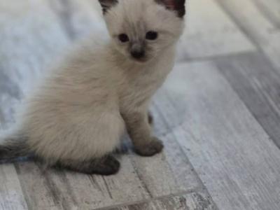 Ben Adams - Cat Breeder - Charlotte&comma; NC&comma; US