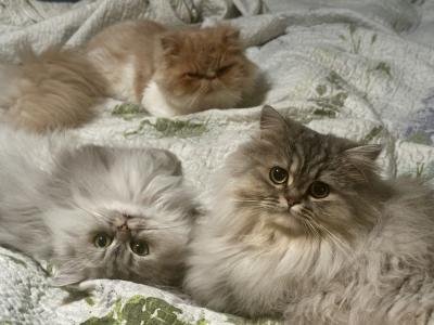 Jennifer - Cat Breeder - Cayce&comma; SC&comma; US