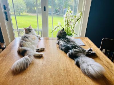 Crystal - Cat Breeder - Burlington&comma; WI&comma; US