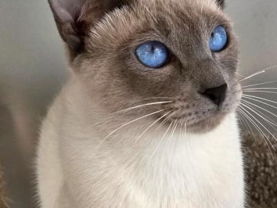 Louis - Cat Breeder - Poulsbo&comma; WA&comma; US