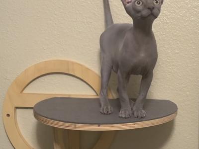 Janna - Cat Breeder - Glendale, AZ, US Janna - Cat Breeder - Glendale, AZ, US