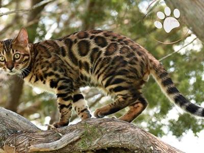 Chalk Mtn Bengals - Cat Breeder - Iredell&comma; TX&comma; US