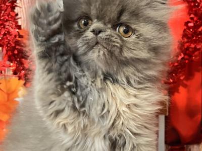Shannon - Cat Breeder - Tucson&comma; AZ&comma; US