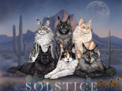 Tiffany - Cat Breeder - Queen Creek&comma; AZ&comma; US