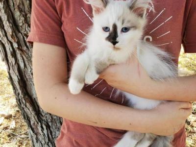 Elizabeth - Cat Breeder - Kenedy, TX, US Elizabeth - Cat Breeder - Kenedy, TX, US