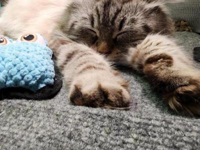 Tanya - Cat Breeder - Eagan&comma; MN&comma; US