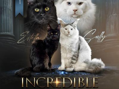 Cheryl - Cat Breeder - Rogersville, MO, US Cheryl - Cat Breeder - Rogersville, MO, US
