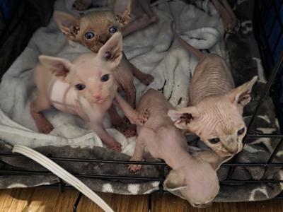 Lexi - Cat Breeder - Modesto&comma; CA&comma; US