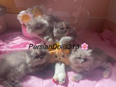 Shannon - Cat Breeder - Dearborn&comma; MI&comma; US