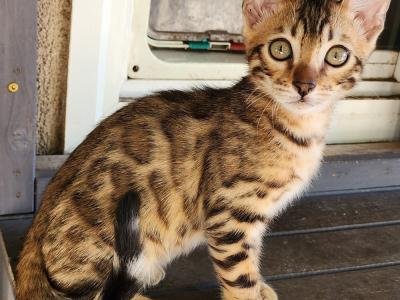 Cherie - Cat Breeder - Perris, CA, US Cherie - Cat Breeder - Perris, CA, US