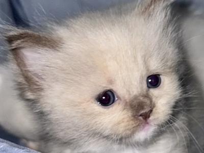 Harlow - Cat Breeder - MI&comma; US