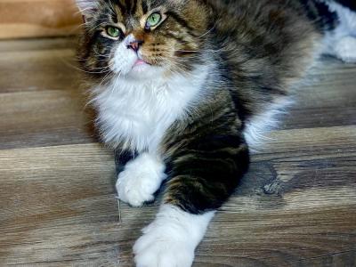 Amanda - Cat Breeder - Wooster, OH, US Amanda - Cat Breeder - Wooster, OH, US