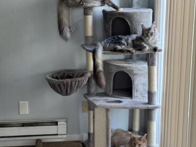 Ihor - Cat Breeder - Tacoma&comma; WA&comma; US