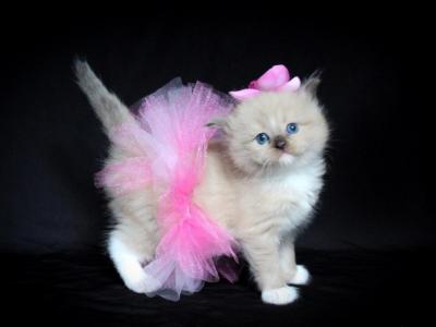 Rochelle - Cat Breeder - PA&comma; US