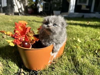 Veronica - Cat Breeder - Dallas&comma; TX&comma; US