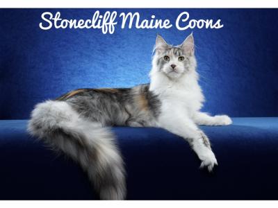 Lyn - Cat Breeder - Tarentum, PA, US Lyn - Cat Breeder - Tarentum, PA, US