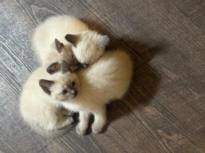 Dennis - Cat Breeder - Cleveland&comma; OH&comma; US