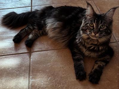 Todd - Cat Breeder - Englewood&comma; FL&comma; US
