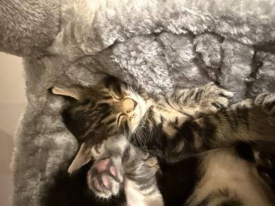 Lidia - Cat Breeder - Hatboro&comma; PA&comma; US