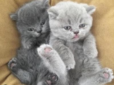 Rona - Cat Breeder - Huntingtn Bch&comma; CA&comma; US