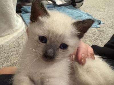 Olivia - Cat Breeder - Oakland, FL, US Olivia - Cat Breeder - Oakland, FL, US
