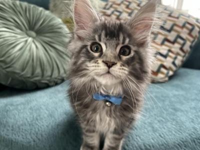 Victoria - Cat Breeder - Winfield&comma; IL&comma; US