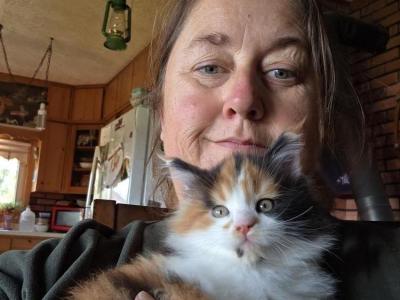 Ginger - Cat Breeder - Manitowoc, WI, US Ginger - Cat Breeder - Manitowoc, WI, US
