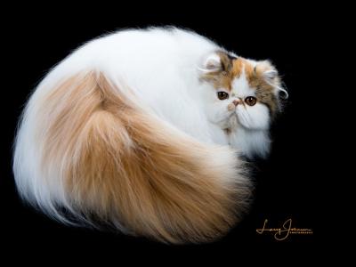 Charyl - Cat Breeder - Joplin&comma; MO&comma; US