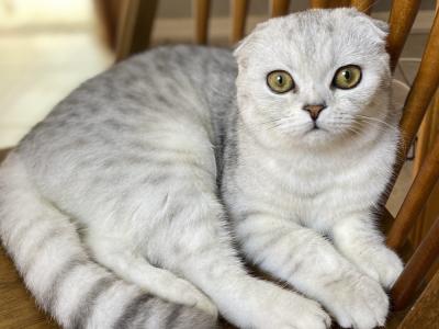 Oxsy - Cat Breeder - Davenport&comma; FL&comma; US