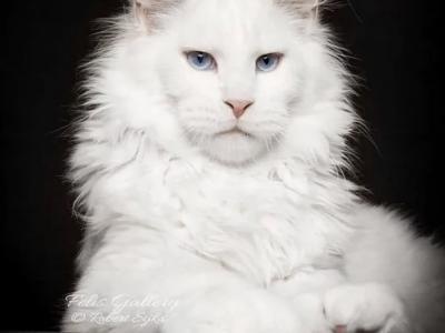 Nick - Cat Breeder - Huntington Station&comma; NY&comma; US