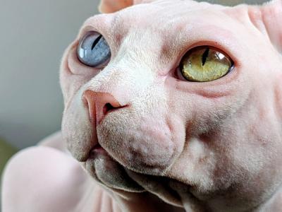 Cristiana - Cat Breeder - Aberdeen&comma; MD&comma; US