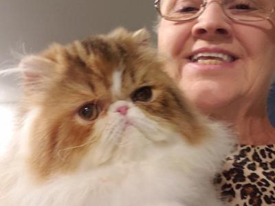 Paula - Cat Breeder - Cave City&comma; AR&comma; US