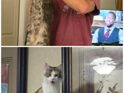 Kerrie Laminack - Cat Breeder - Pearland, TX, US Kerrie Laminack - Cat Breeder - Pearland, TX, US
