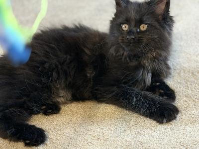 Molly - Cat Breeder - OH&comma; US