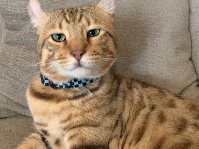Kortni - Cat Breeder - Northridge, CA, US Kortni - Cat Breeder - Northridge, CA, US