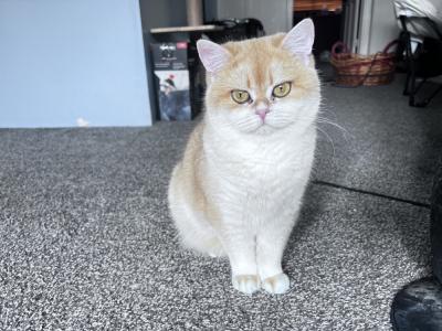 Carly - Cat Breeder - Maple Grove&comma; MN&comma; US