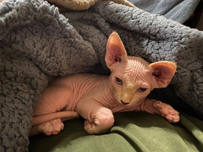 Crissy - Cat Breeder - Sand Springs&comma; OK&comma; US