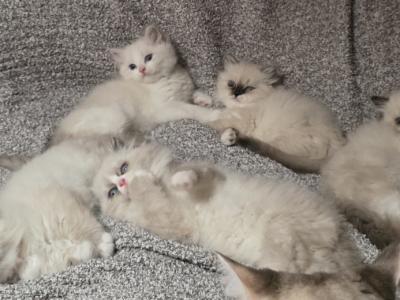 Rebecca - Cat Breeder - Fleming Island&comma; FL&comma; US