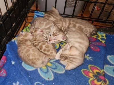 Omar - Cat Breeder - Collingdale, PA, US Omar - Cat Breeder - Collingdale, PA, US