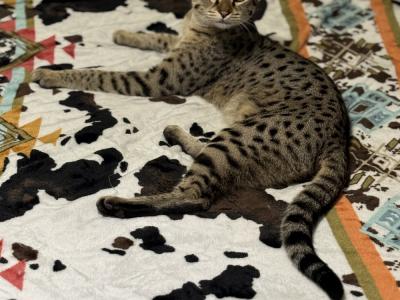 Cody - Cat Breeder - Holly Springs&comma; MS&comma; US