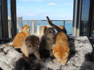 Amelia - Cat Breeder - Miami, FL, US Amelia - Cat Breeder - Miami, FL, US