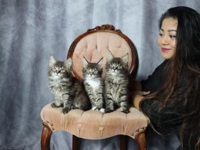 NaisKitCat - Cat Breeder - Susanville&comma; CA&comma; US