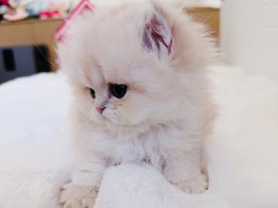 Melissa - Cat Breeder - Yorba Linda, CA, US Melissa - Cat Breeder - Yorba Linda, CA, US