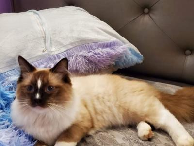 Brian - Cat Breeder - Lititz, PA, US Brian - Cat Breeder - Lititz, PA, US